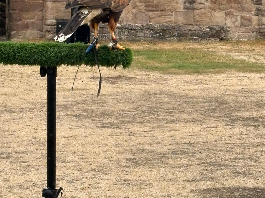 Owl & Falconry Centre-Shipley必去景点