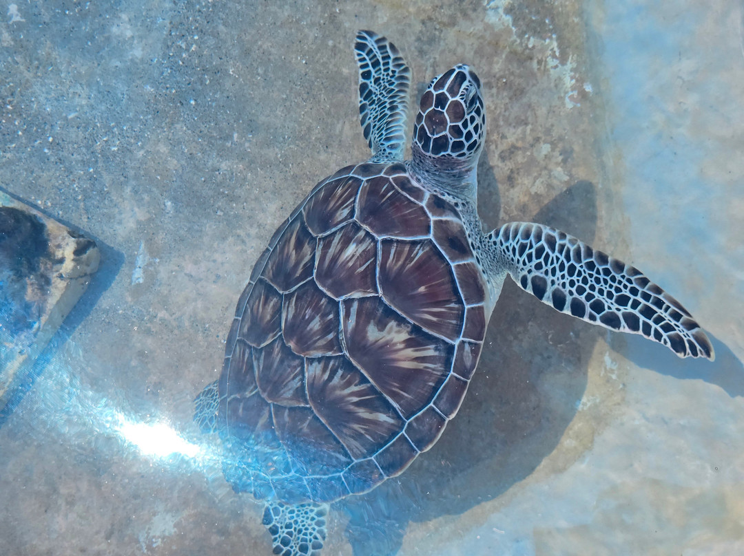Cayman Turtle Centre: Island Wildlife Encounter-西湾必去景点