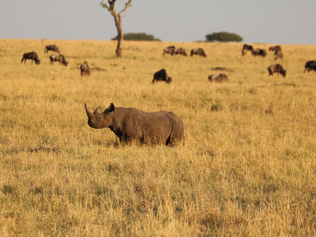 Rhino Africa Safaris-开普敦中心区必去景点