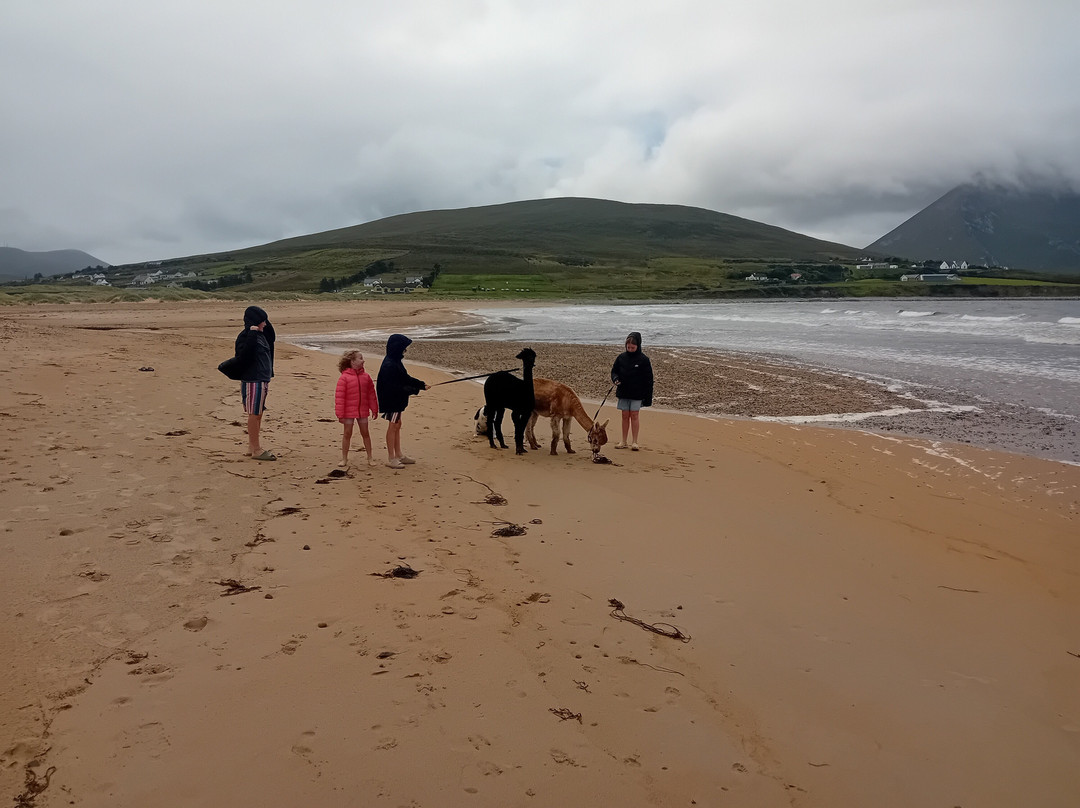 Achill Island Alpacas-Dugort必去景点