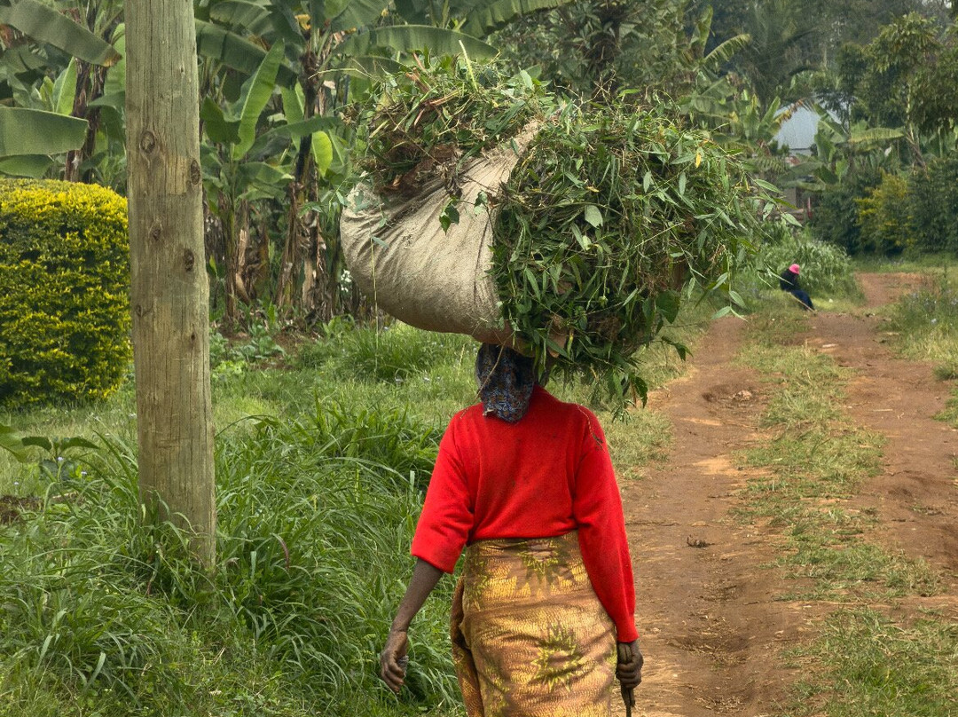 Machame Nkweshoo Cultural Tourism-莫西必去景点