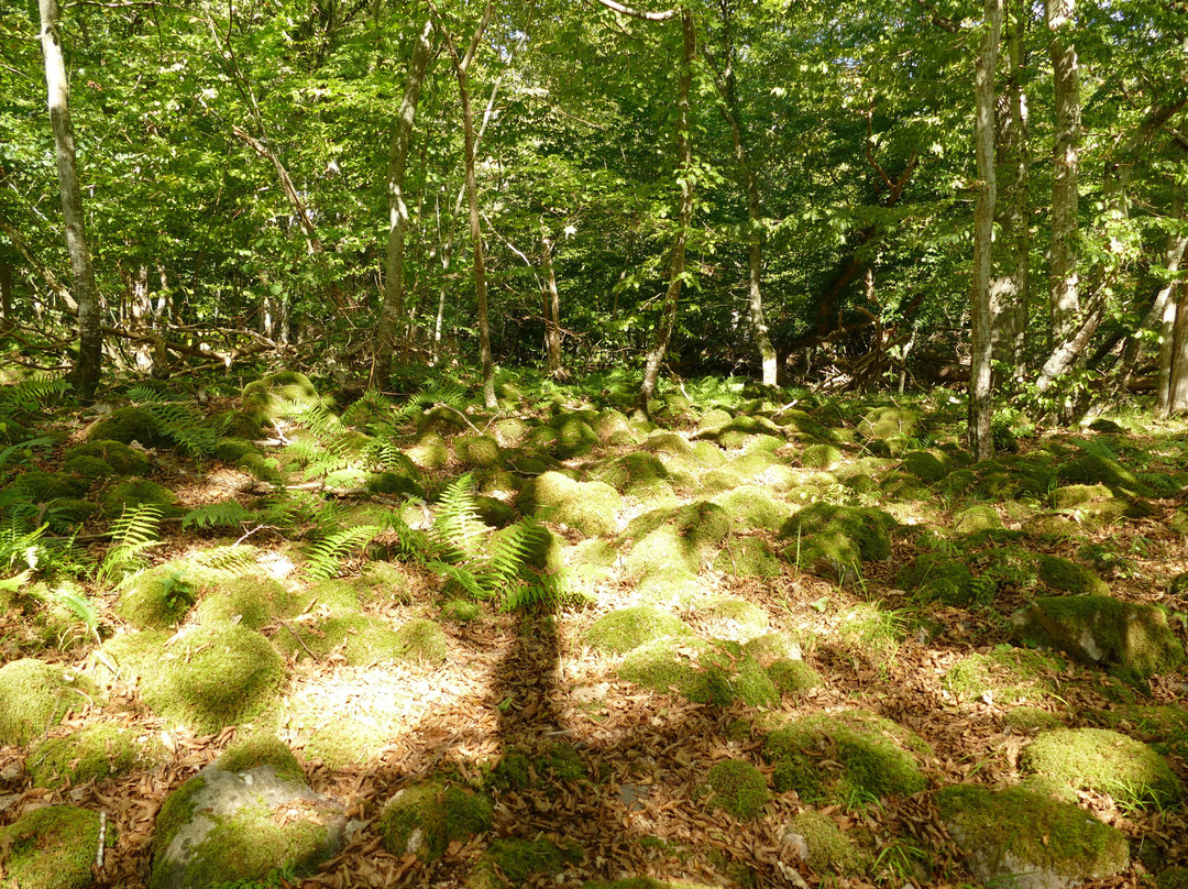Stenshuvud Nationalpark-Kivik必去景点