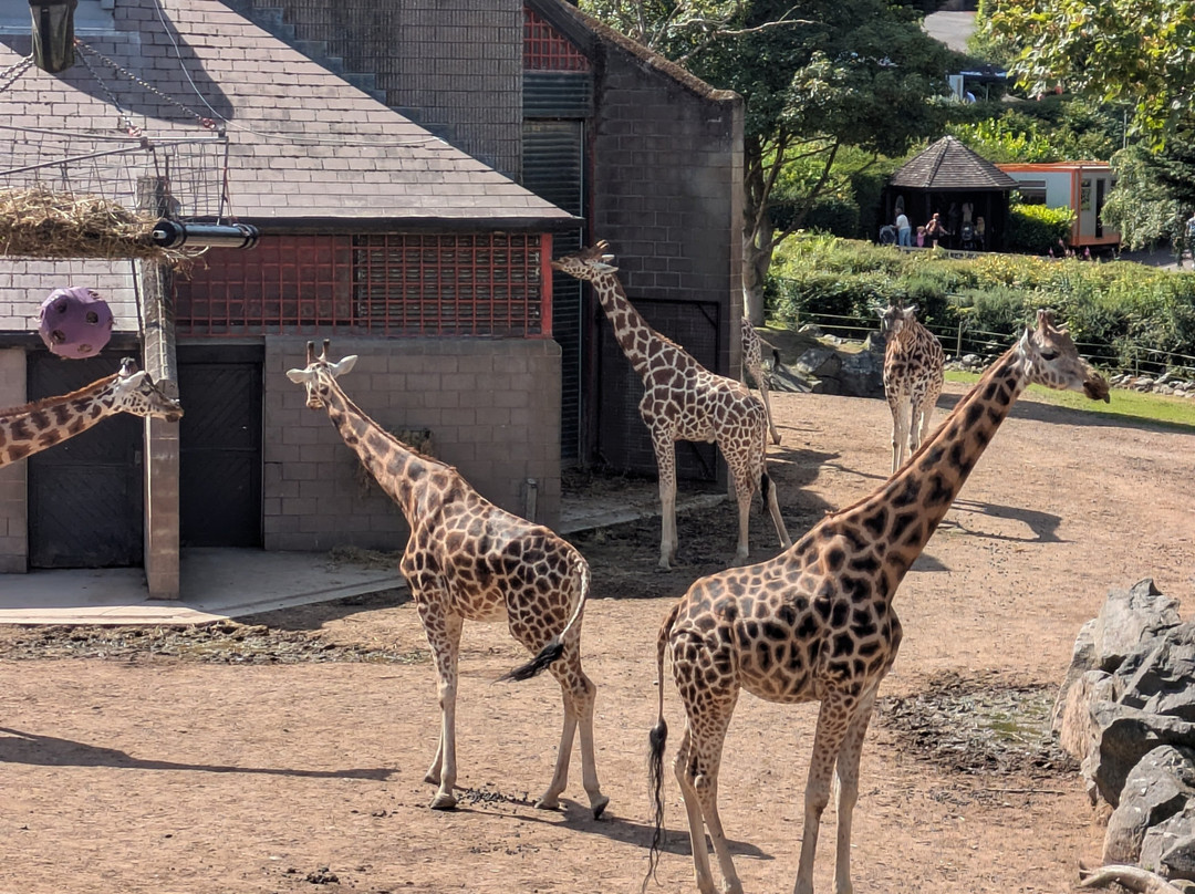 Belfast Zoo-Newtownabbey必去景点
