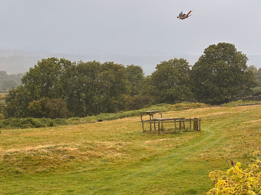 Bellymack Hill Farm - Kite Feeding Station-Laurieston必去景点