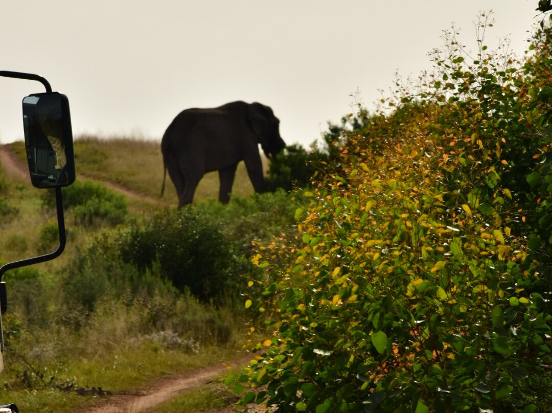 Botlierskop Private Game Reserve-莫塞尔贝必去景点