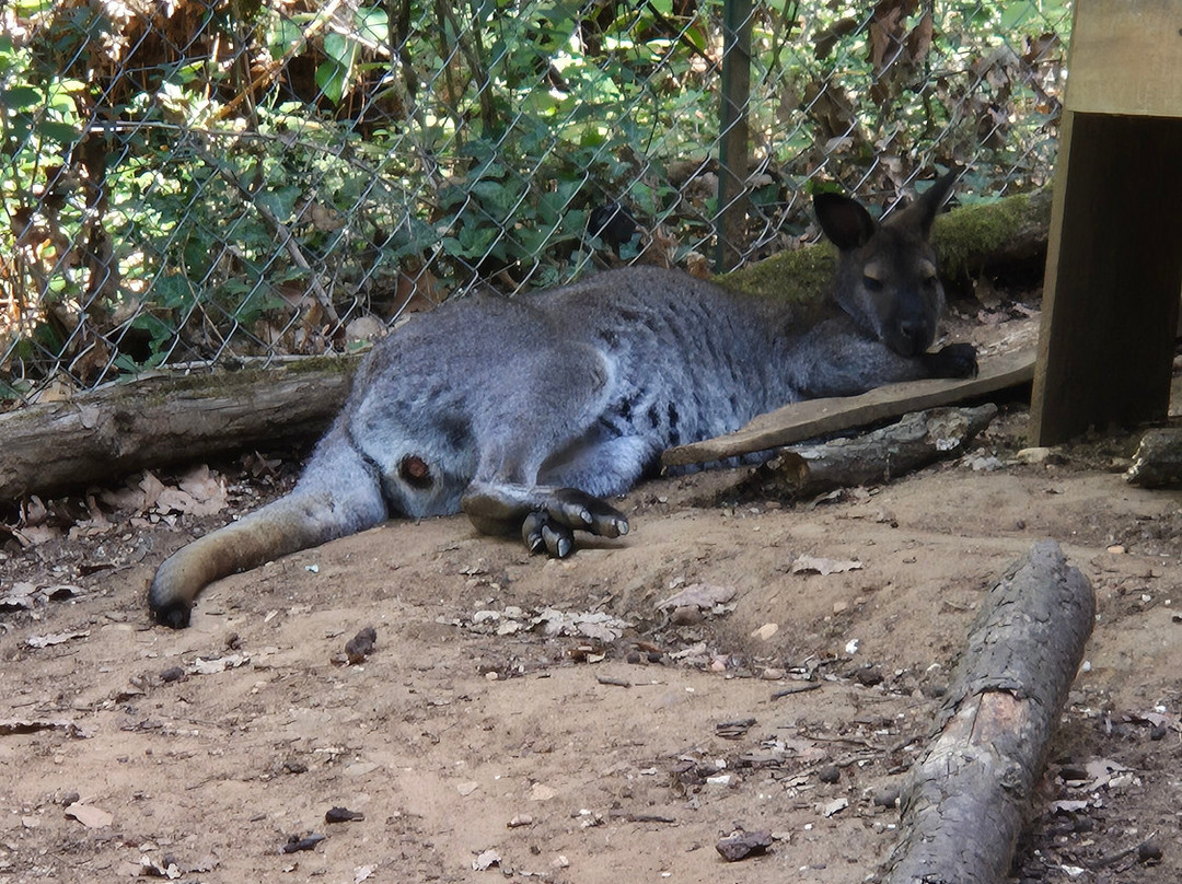 Réserve Zoologique De Calviac-Calviac-en-Perigord必去景点