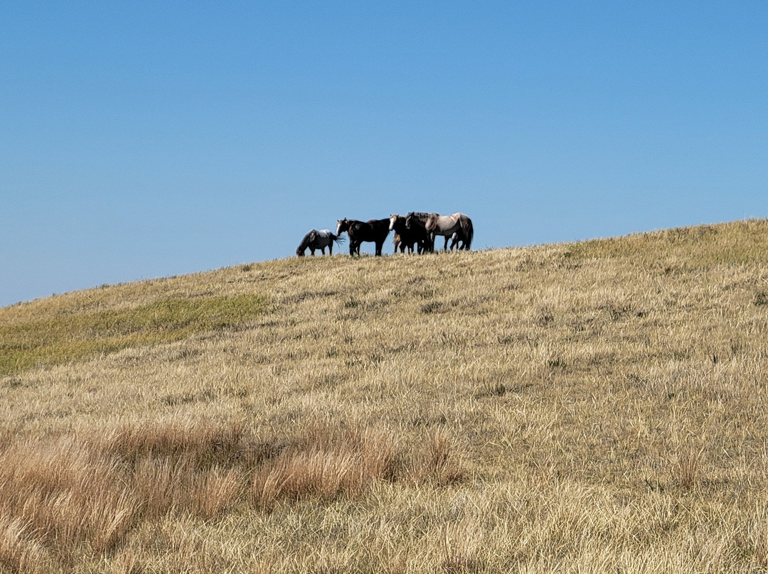 Theodore Roosevelt National Park-Medora必去景点