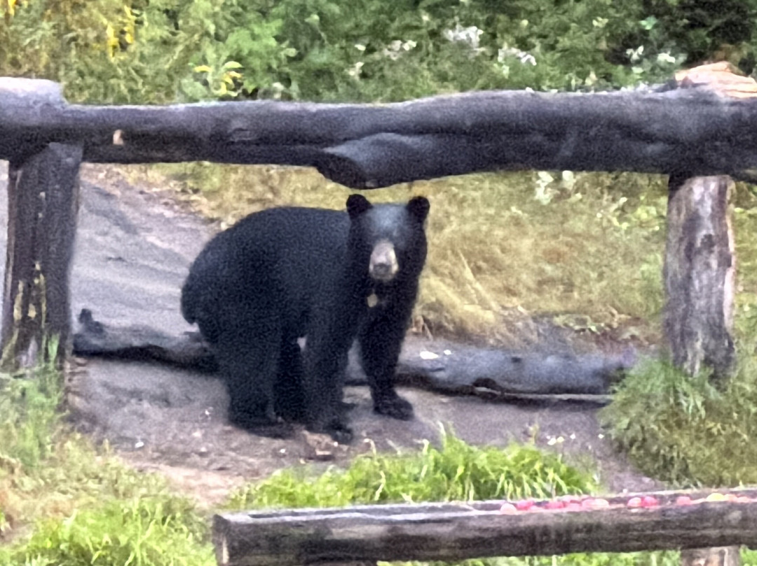 Observation de l'Ours Noir-Sacré-Coeur-Saguenay必去景点