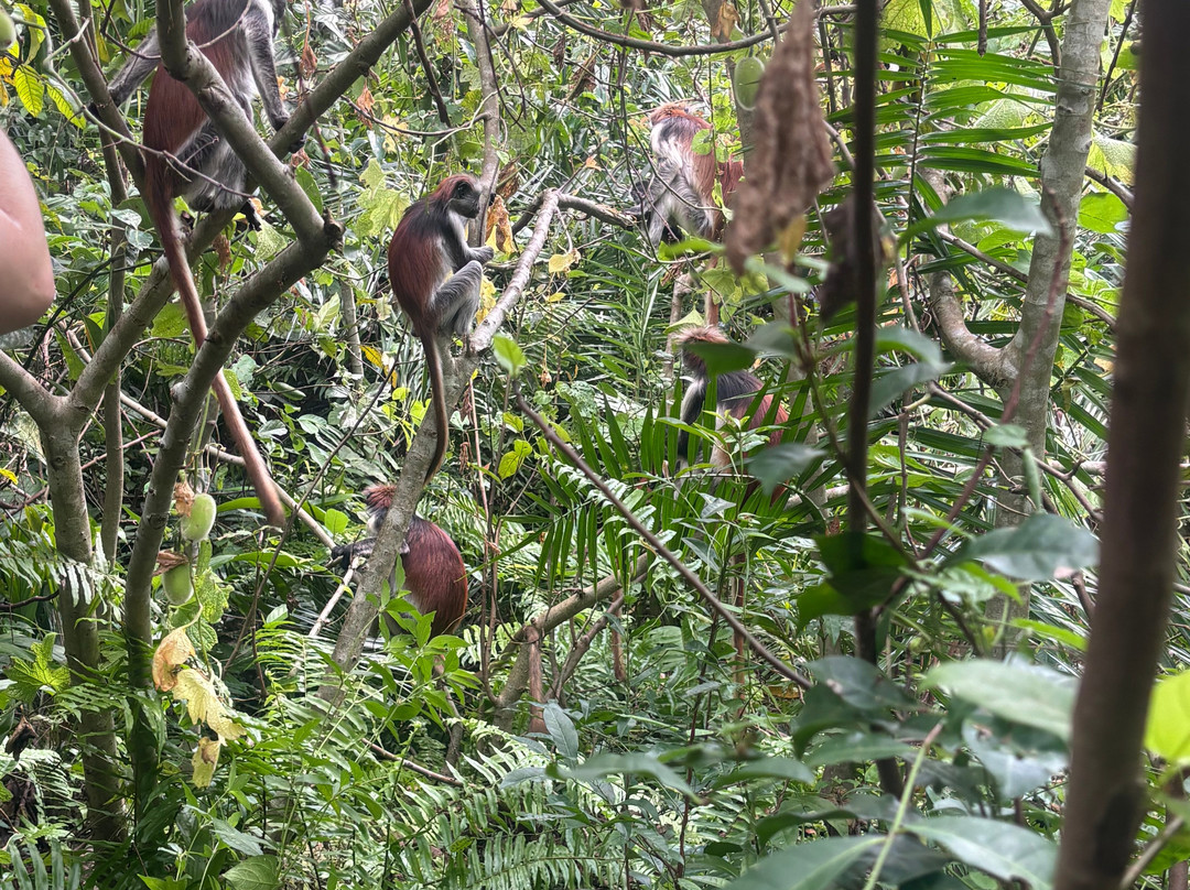 Jozani Chwaka Bay National Park-桑给巴尔岛必去景点