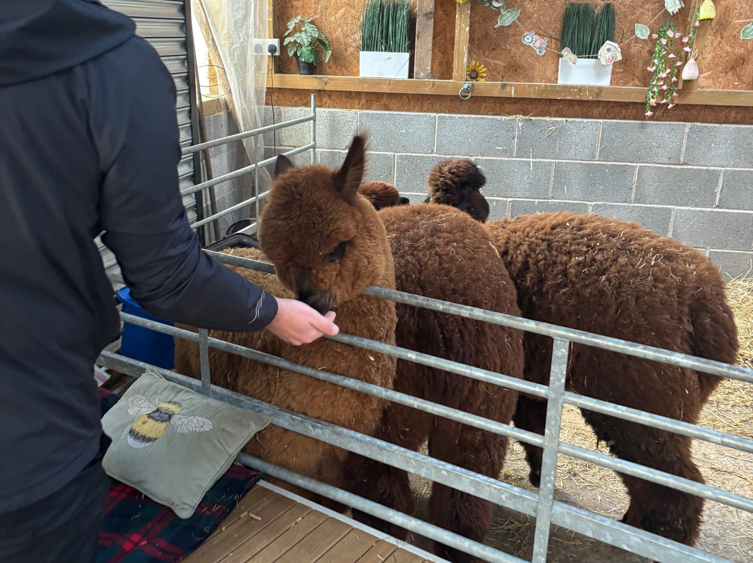 Woodlands Alpaca Farm-沃灵顿必去景点
