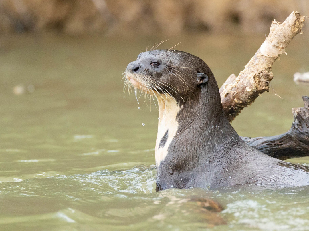 Olsen Photo Tours - Wildlife Experiences-Porto Jofre必去景点