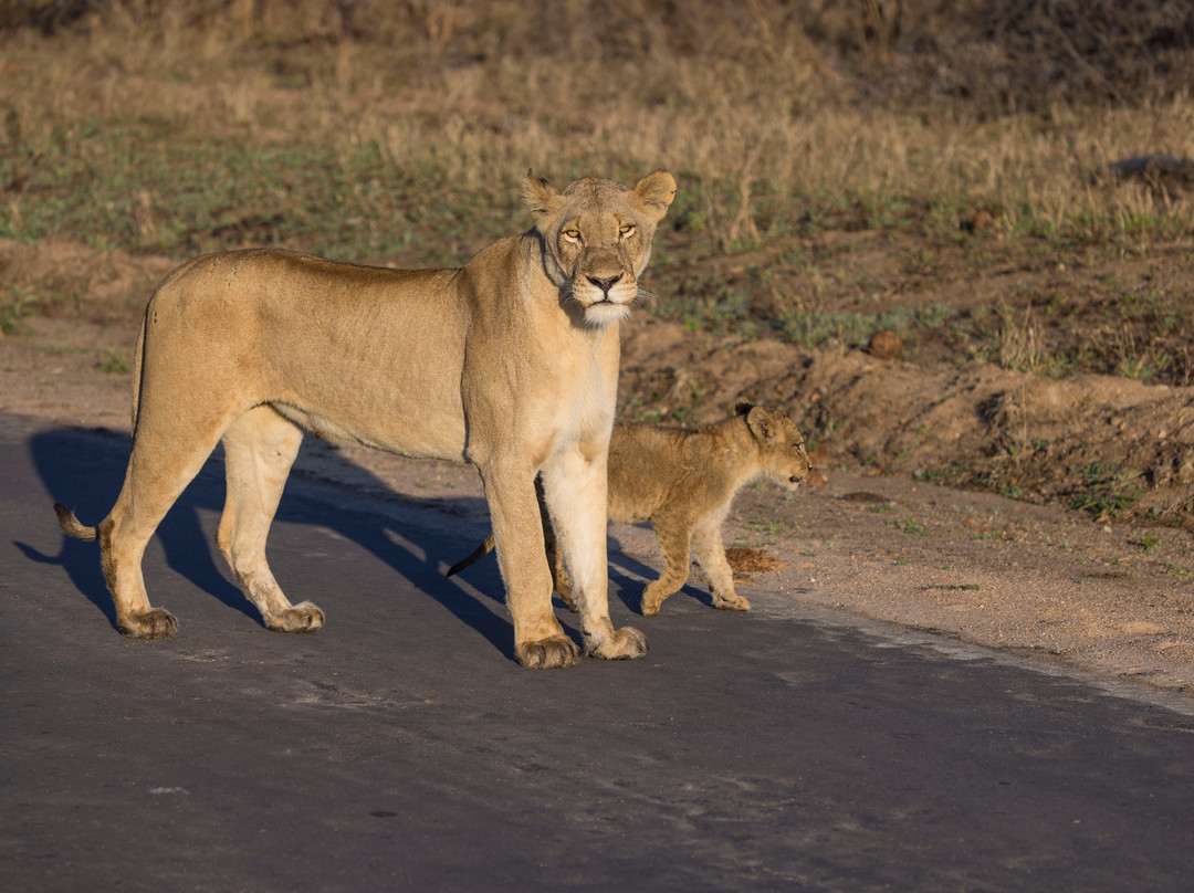 Moriti Private Safaris-克鲁格国家公园必去景点