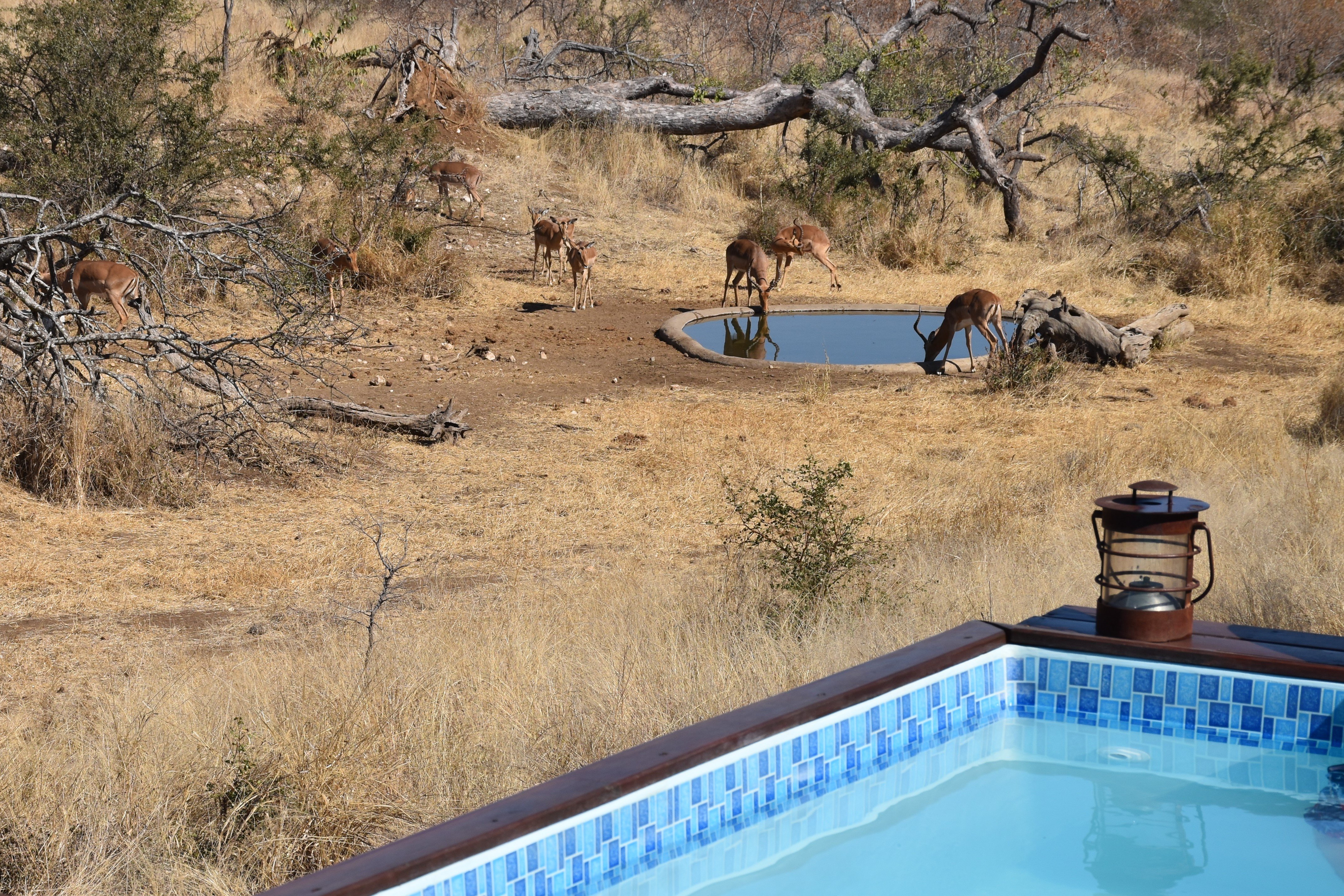 Ximongwe Safari Camp-官方