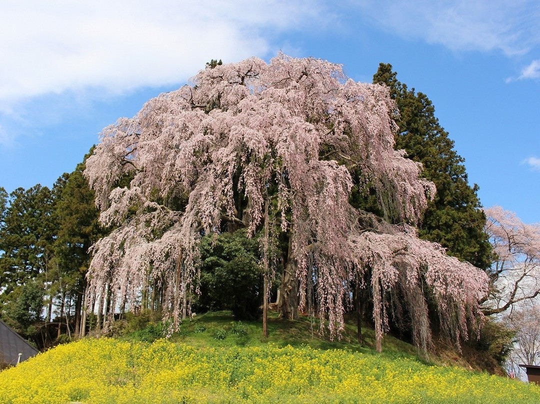 Kassenba no Shidare Zakura (Sakura)景点图片
