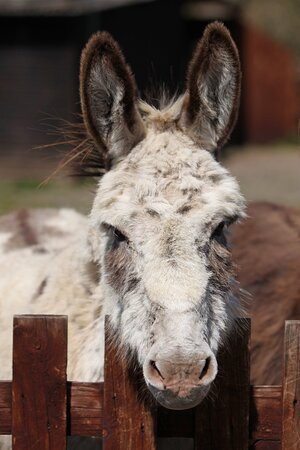 Brockenhurst Donkey Walks景点图片