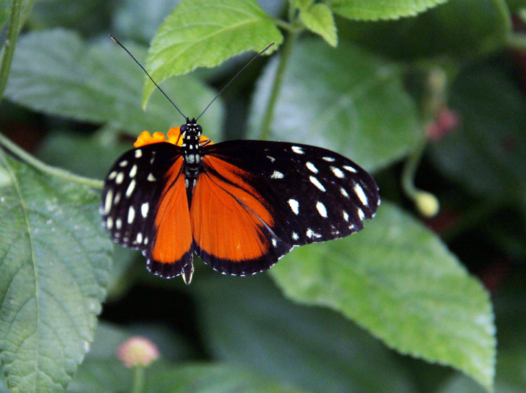 Butterfly World Coombs景点图片