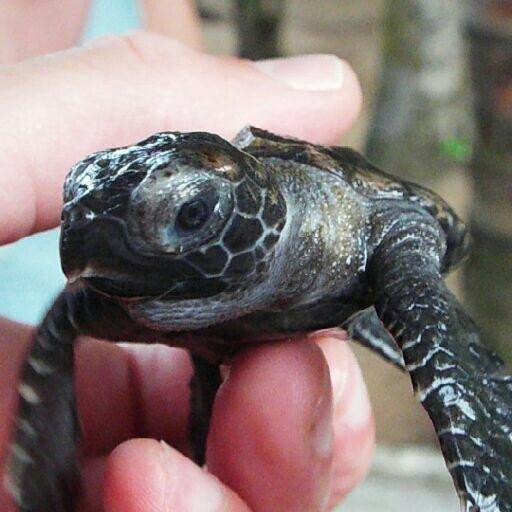 Luba Tours-Aluthgama必去景点