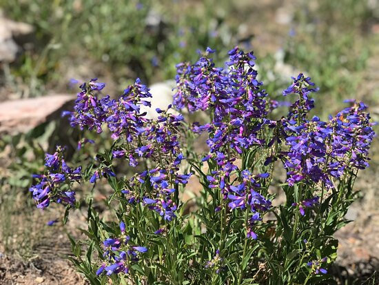 Baker Creek Loop Trail-Baker必去景点