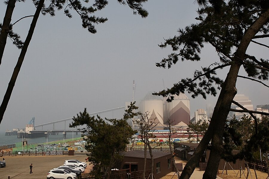Seocheon Maryang-ri Camellia Forest-舒川郡必去景点