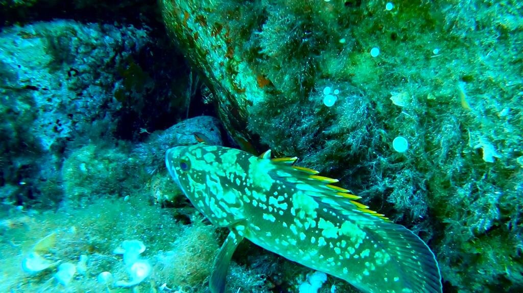 Pollo Diving ASD-Porto Pollo必去景点