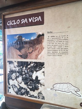 Fundação Projeto Tamar - Fernando de Noronha-费尔南多-迪诺罗尼亚群岛必去景点