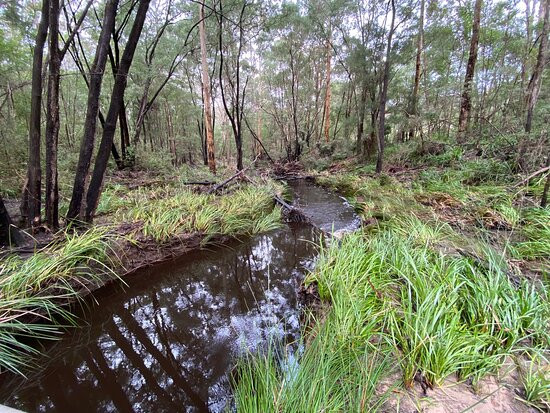 Harewood Forest景点图片