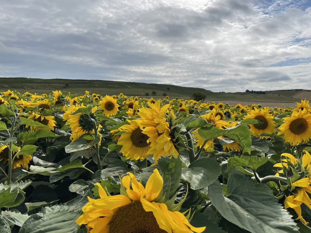 The Dorset Sunflower Trail景点图片