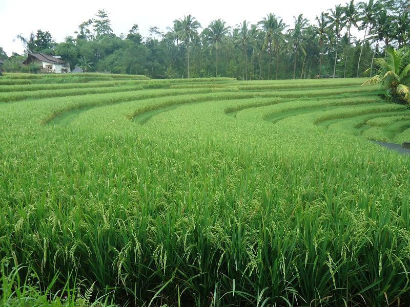 Kelusa Village Experience-阿比安塞马尔必去景点