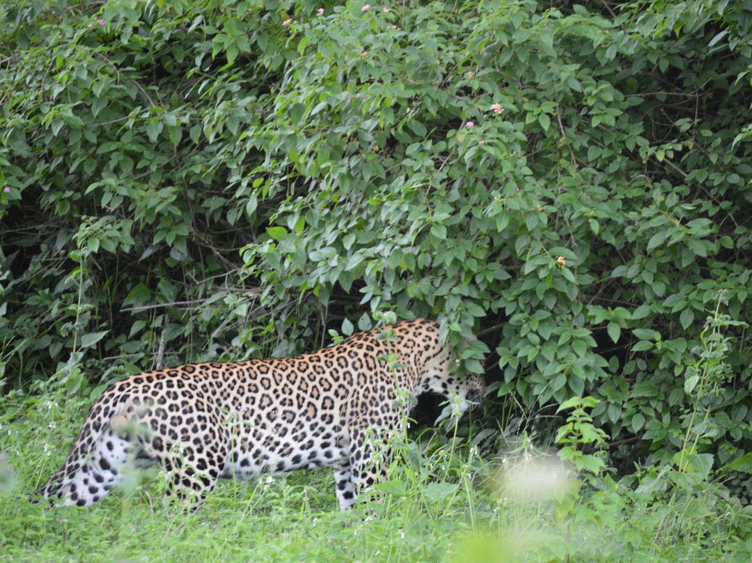 Bandipur National Park and Tiger Reserve景点图片