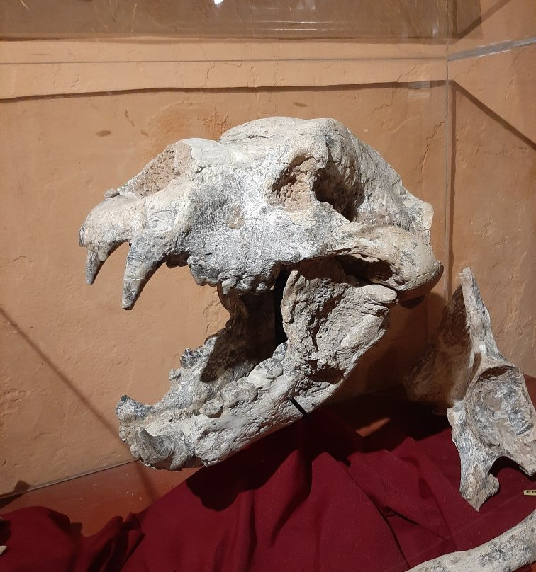 Museo Paleontologico景点图片