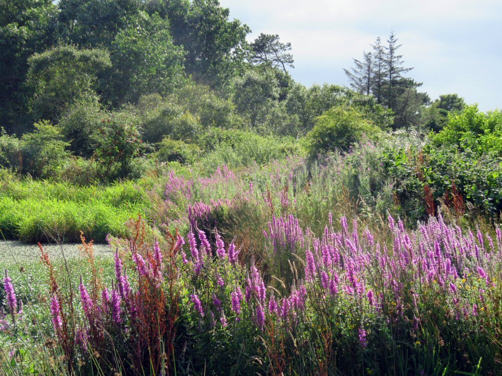 Port Erin旅游景点-Ballachurry Nature Reserve