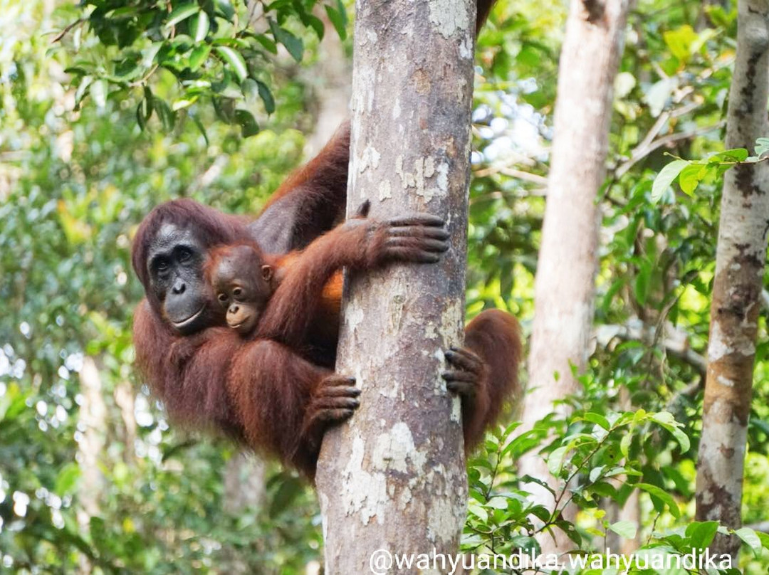 Wahyu Tanjung Puting Tour and Trip-Pangkalan Bun必去景点