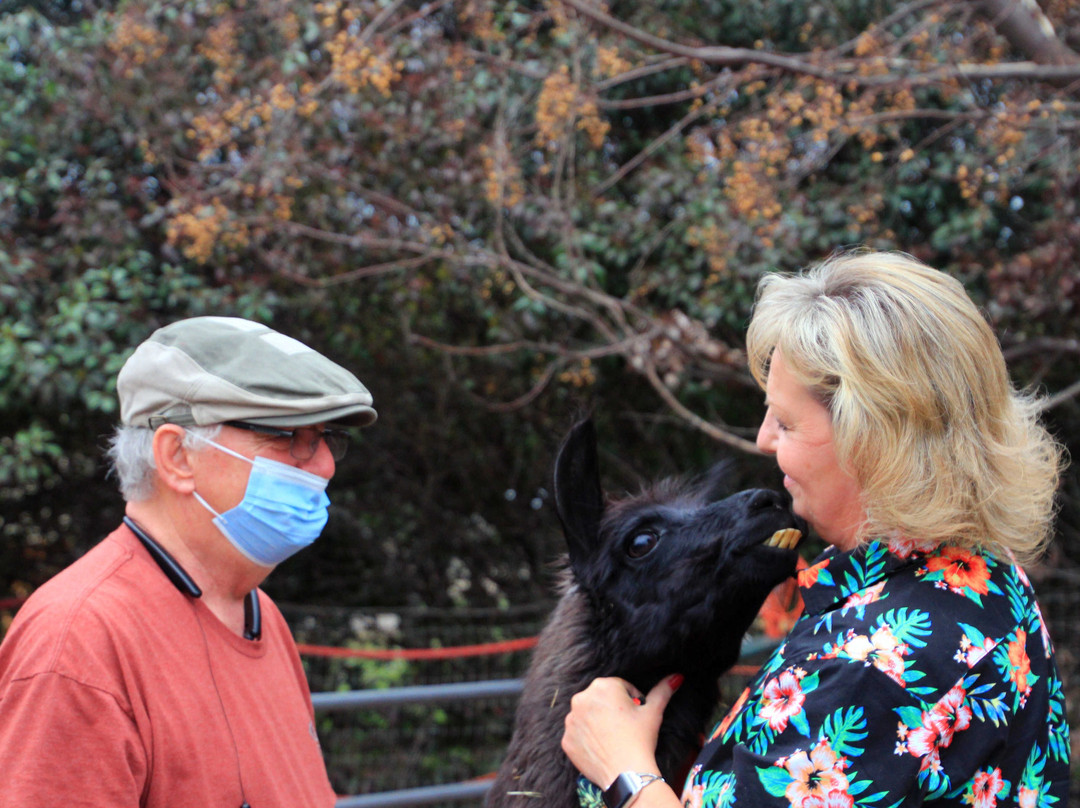 Old Irish Inn / Alpaca Inn主图