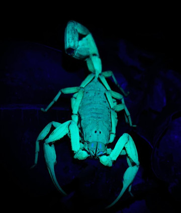 Jungle Night Tour Manuel Antonio-哥斯达黎加安东尼奥国家公园必去景点