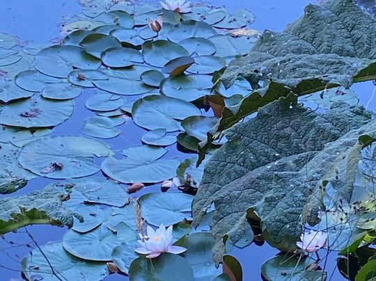 Turismo Florencia-普孔必去景点