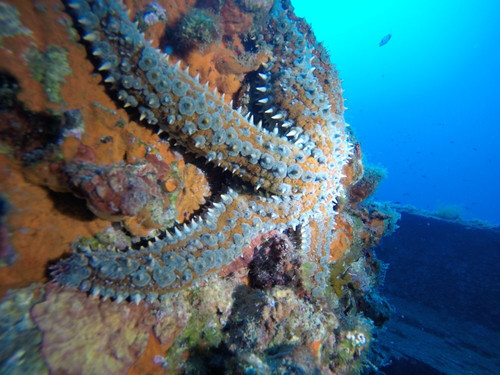 Adalya Diving Center-卡斯必去景点
