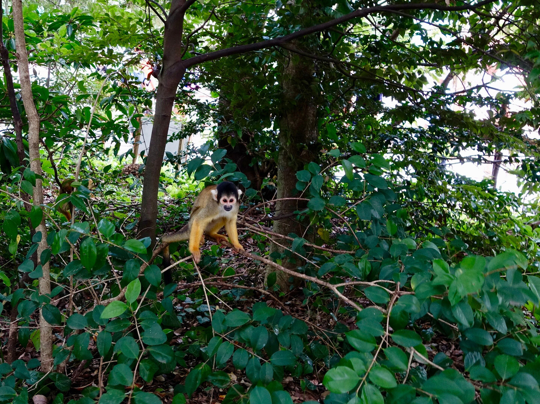 Japan Monkey Centre: Museum and Zoo for Nonhuman Primates-犬山市必去景点