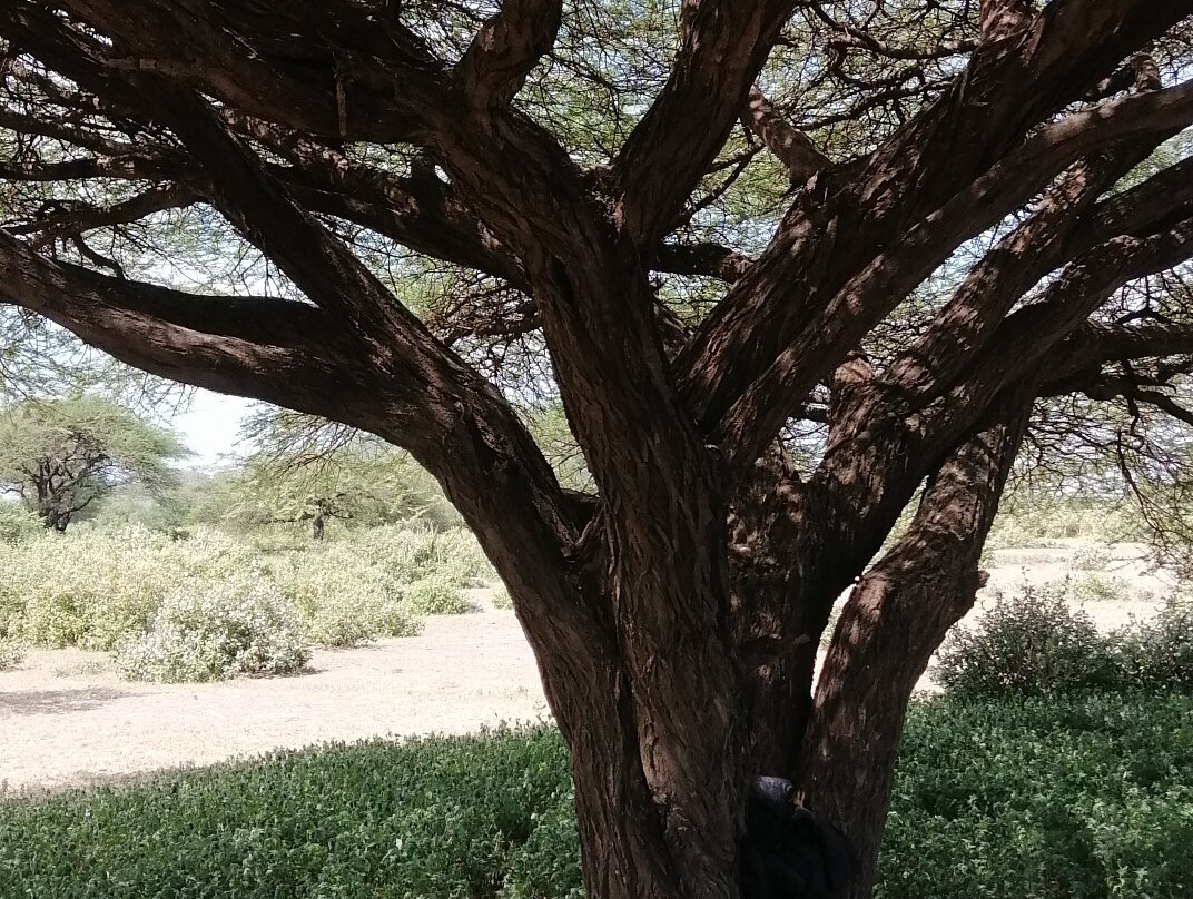 Lake Eyasi-卡拉图必去景点