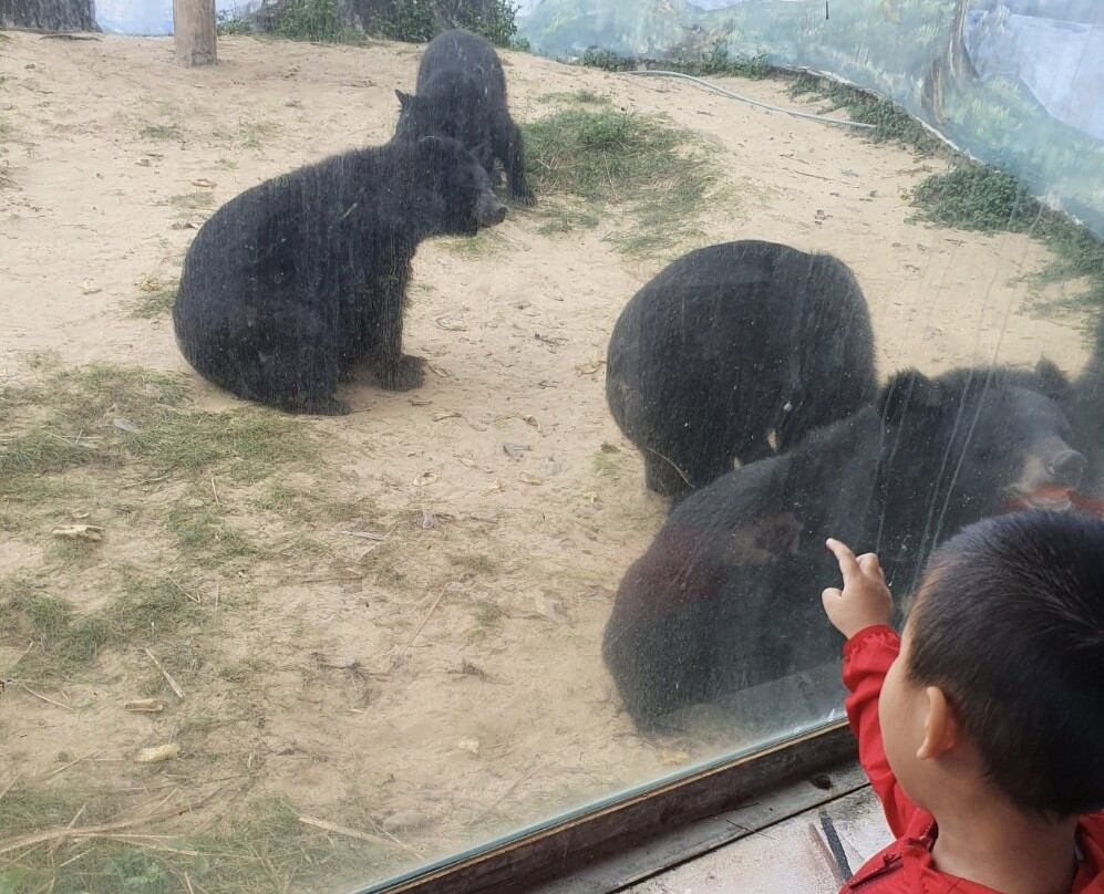 FLC Zoo Safari Park Quy Nhon景点图片