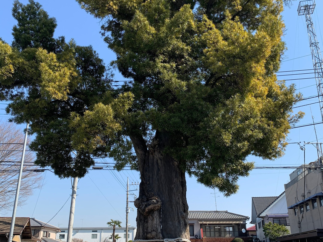 Sakitama Shrine-行田市必去景点