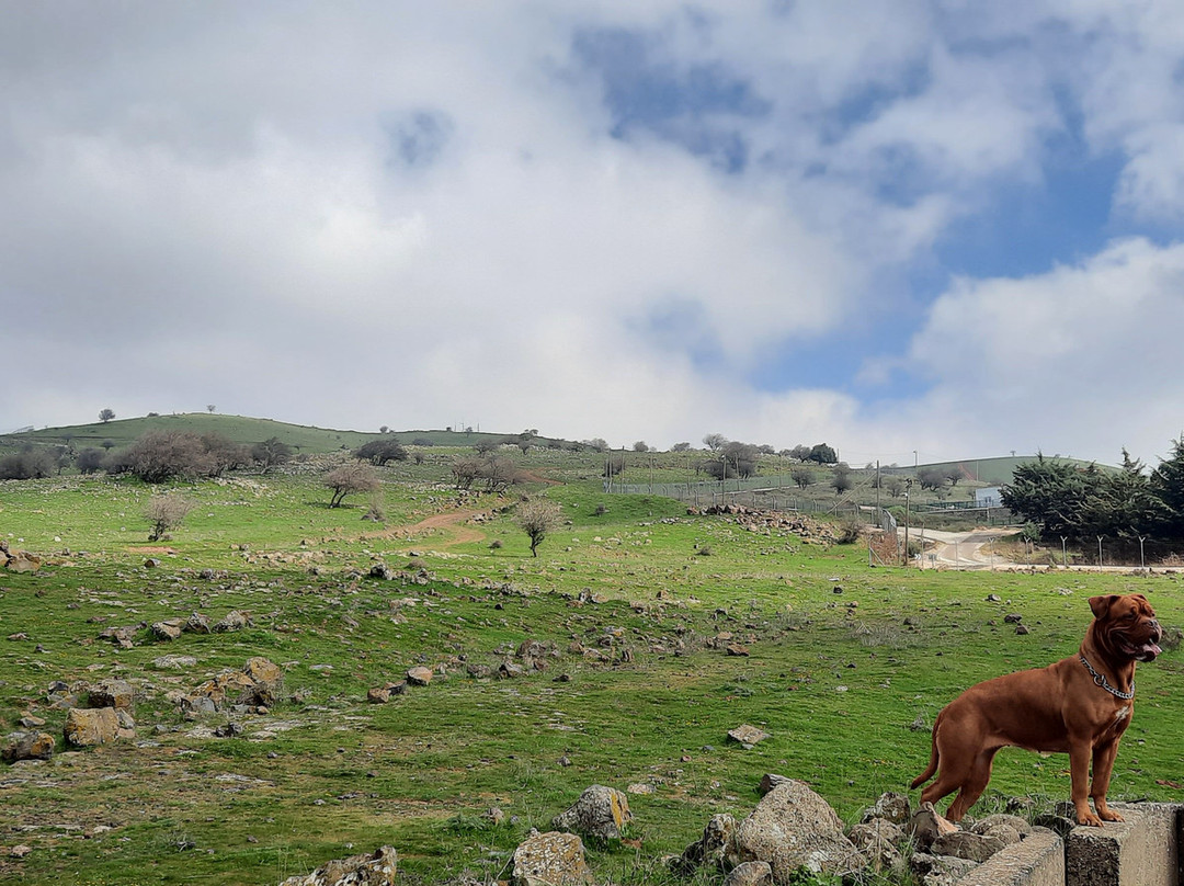 Hen Chalet & Suites主图