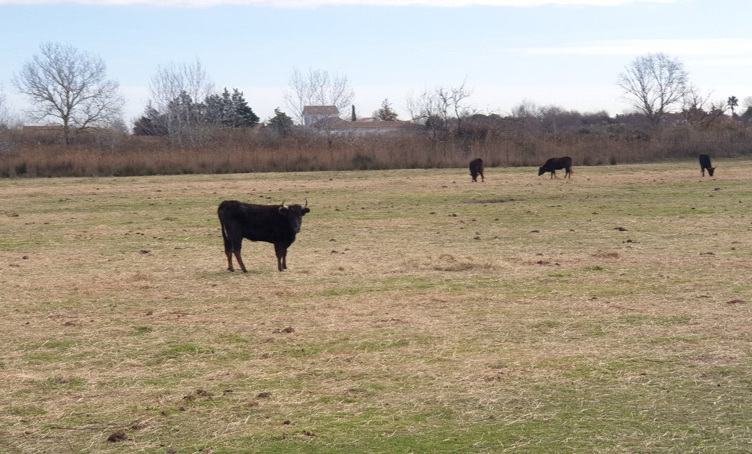 Promenade a Cheval Chez Elise景点图片