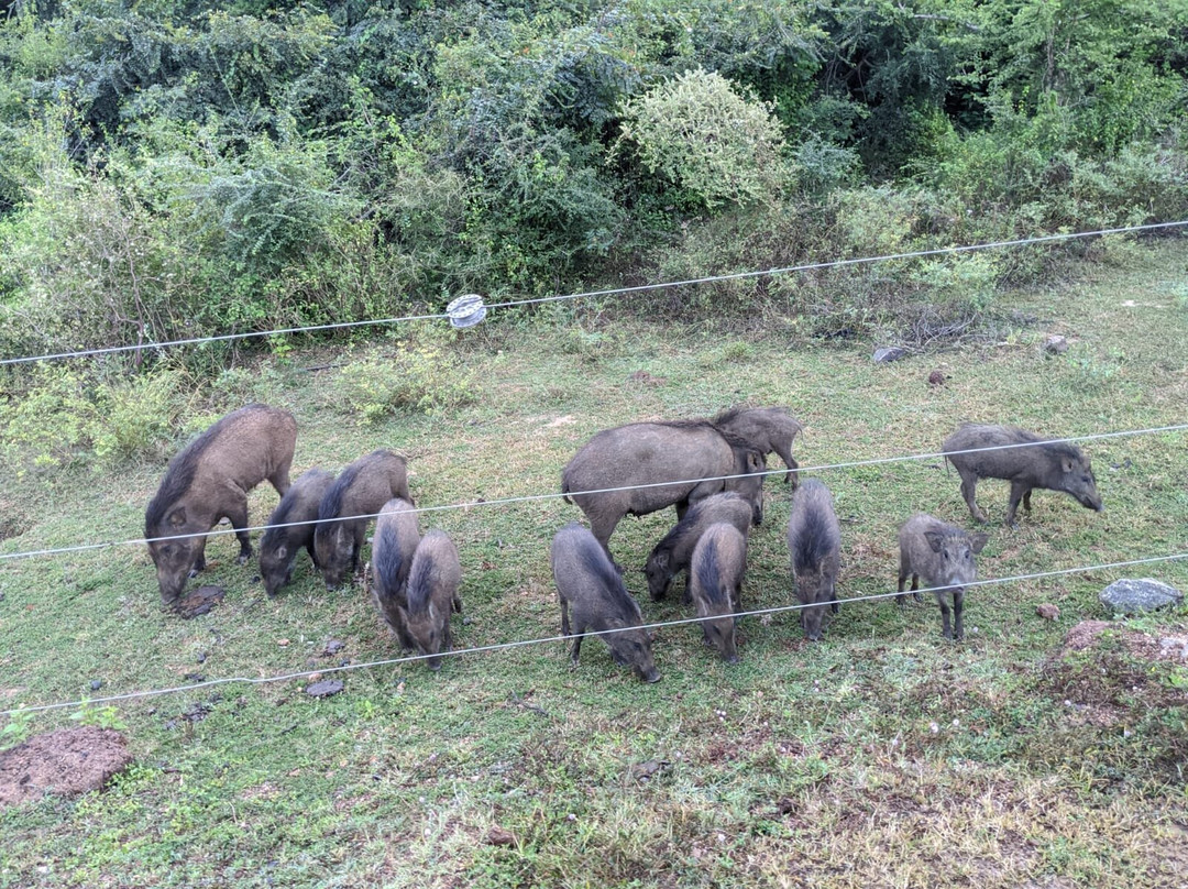 Yala National Park Jeep Safari景点图片