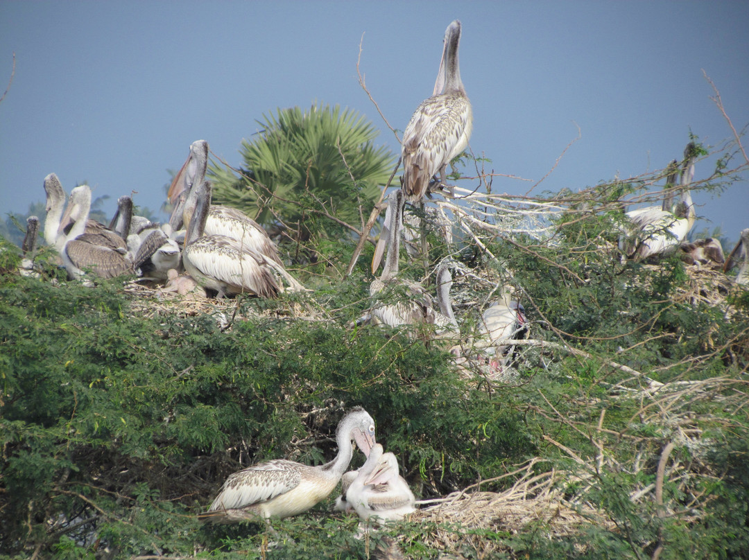 Kolleru Bird Sanctuary景点图片