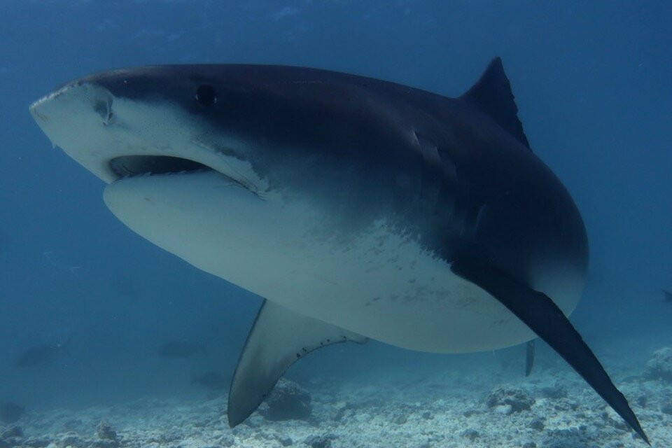 Scuba Shark Fuvahmulah景点图片