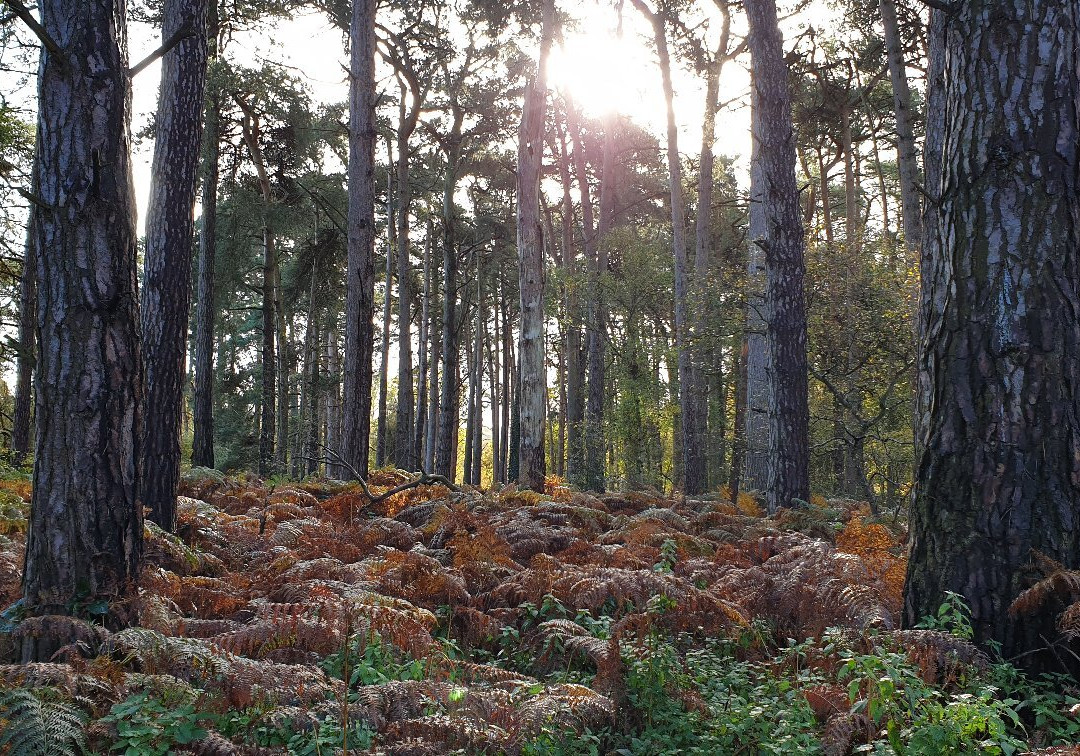 Rushmere Country Park景点图片