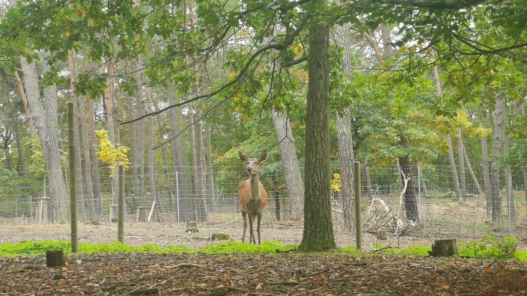 Tierpark Ueckermünde景点图片