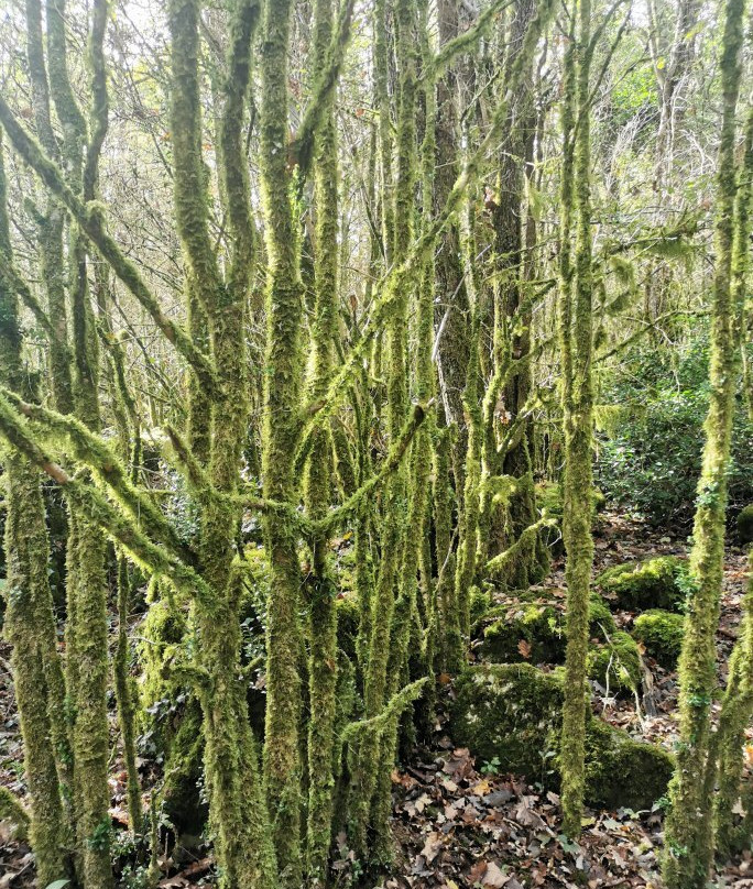 Le Labyrinthe Vert Nebias-Nebias必去景点
