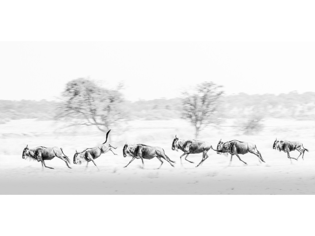 Mara River-塞伦盖蒂国家公园必去景点