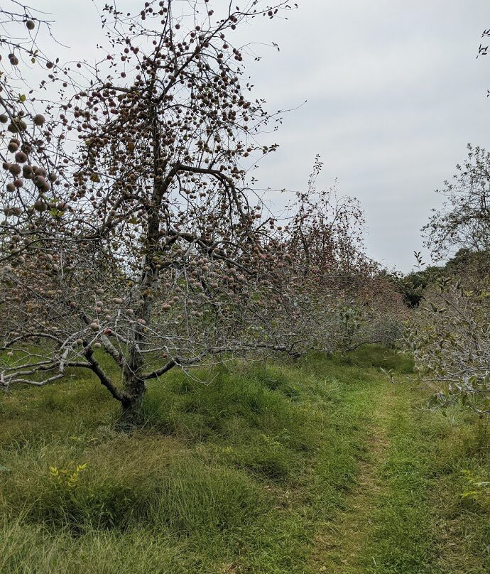 Crooked Run Orchard景点图片